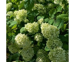 Hortensia - Hydrangea arborescens 'Lime Ricky'