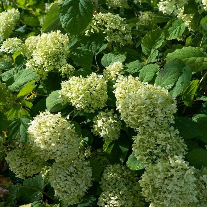 Hortensia (Hydrangea arborescens 'Lime Ricky' )