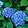 Boerenhortensia (Hydrangea Forever & Ever Blue )