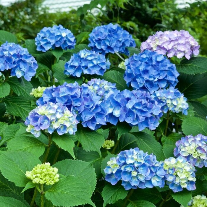 Boerenhortensia (Hydrangea Forever & Ever Blue )