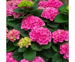 Boerenhortensia - Hydrangea Forever & Ever Pink