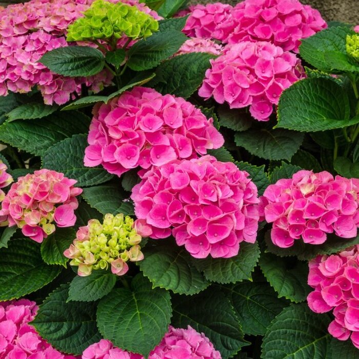 Boerenhortensia (Hydrangea Forever & Ever Pink )
