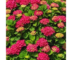 Boerenhortensia - Hydrangea Forever & Ever Red