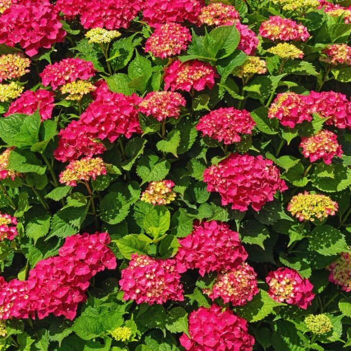 Boerenhortensia (Hydrangea Forever & Ever Red )