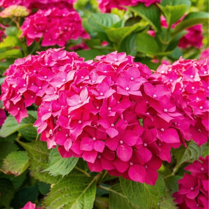 Boerenhortensia (Hydrangea Forever & Ever Red )