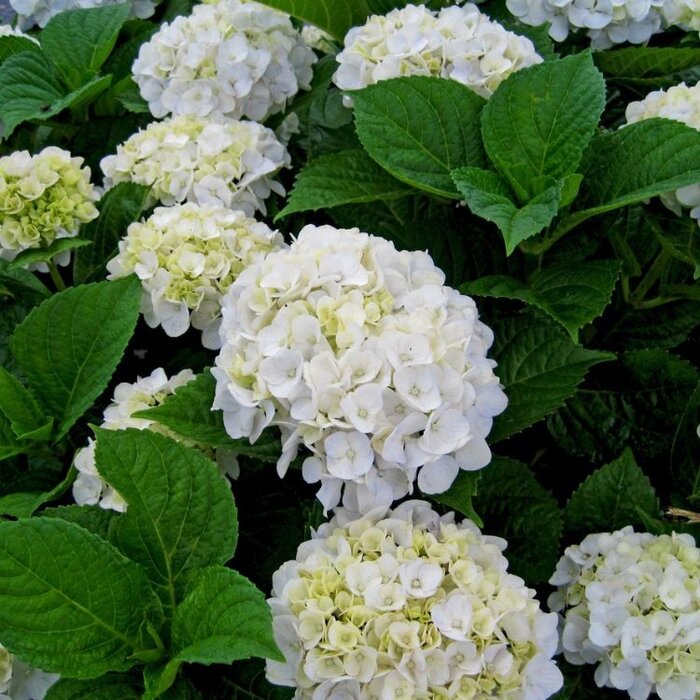 Boerenhortensia (Hydrangea Forever & Ever White )