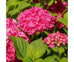 Boerenhortensia - Hydrangea macrophylla 'Alpenglühen'