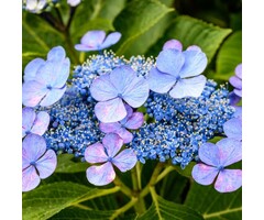 Boerenhortensia - Hydrangea macrophylla 'Blaumeise'