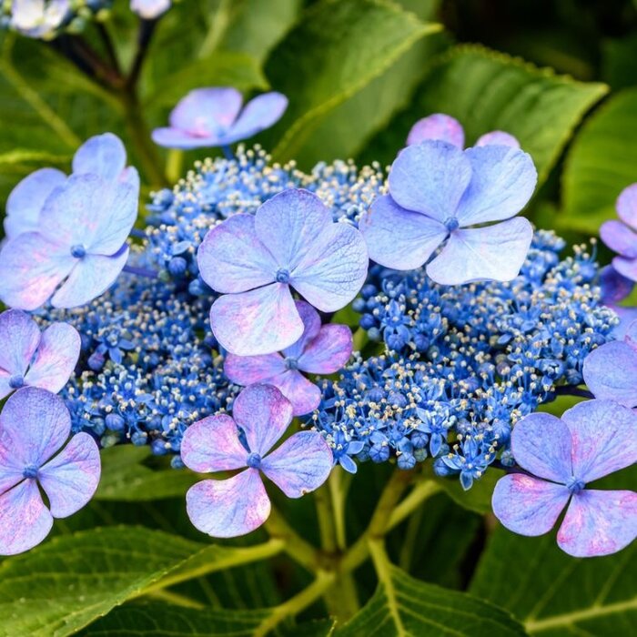 Boerenhortensia (Hydrangea macrophylla 'Blaumeise')