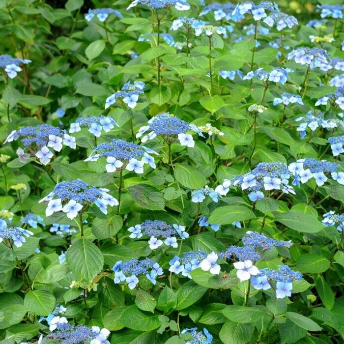 Boerenhortensia (Hydrangea macrophylla 'Blaumeise')