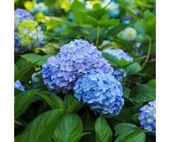 Boerenhortensia - Hydrangea macrophylla 'Bodensee'