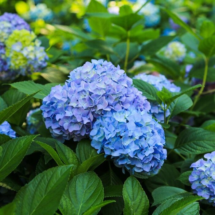 Boerenhortensia (Hydrangea macrophylla 'Bodensee')