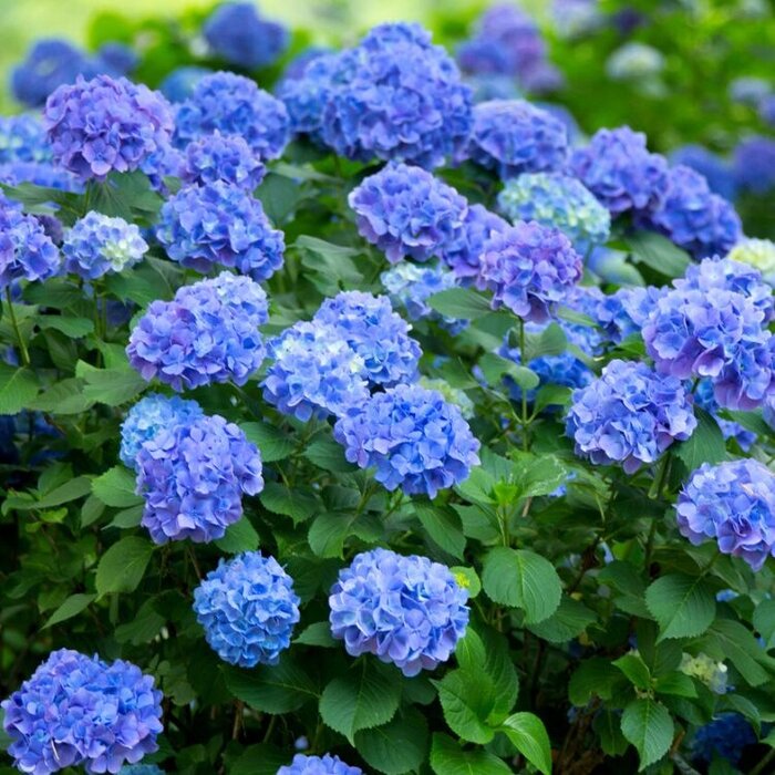 Boerenhortensia (Hydrangea macrophylla 'Bodensee')