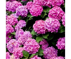 Boerenhortensia - Hydrangea macrophylla 'Bouquet Rose'