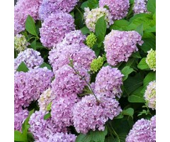 Hortensia - Hydrangea macr. Endless Summer  The Original - Pink