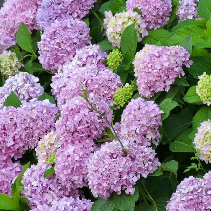 Hortensia (Hydrangea macr. Endless Summer  The Original - Pink)