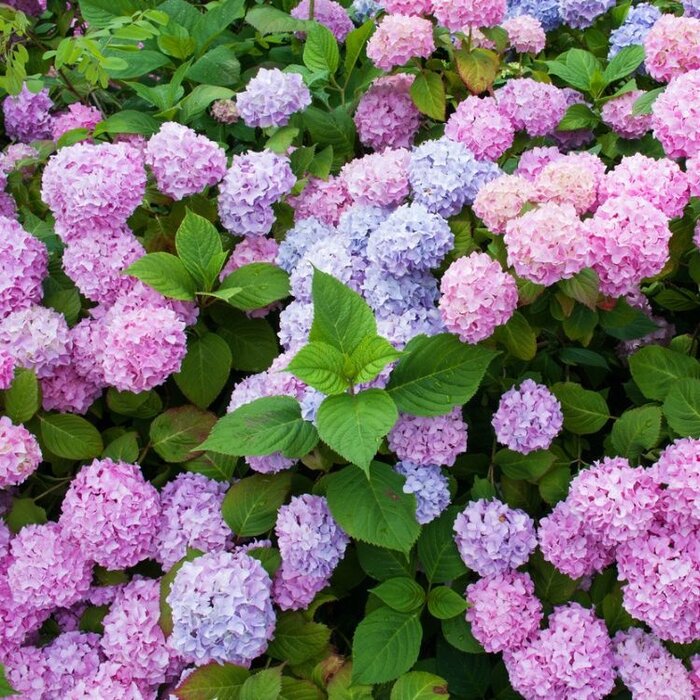 Hortensia (Hydrangea macr. Endless Summer  The Original - Pink)