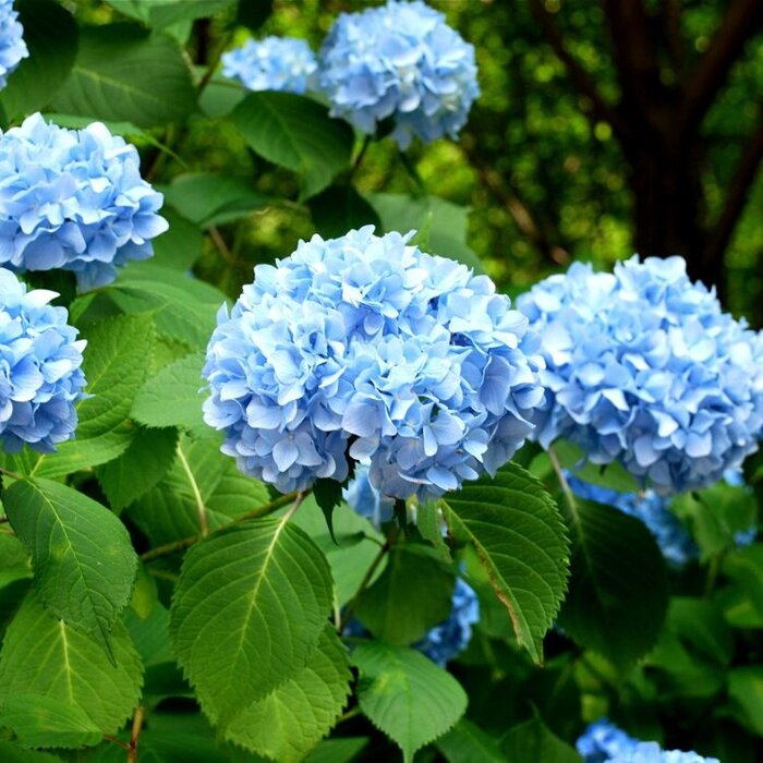 Hortensia (Hydrangea macr. Endless Summer The Original - Blue)