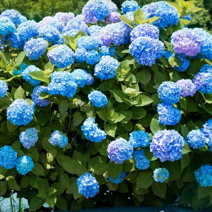 Hortensia (Hydrangea macr. Endless Summer The Original - Blue)