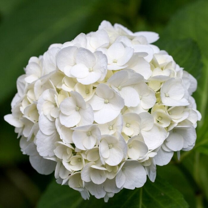 Hortensia (Hydrangea macr. Endless Summer The Bride )
