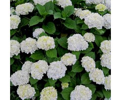 Hortensia - Hydrangea macr. Endless Summer The Bride- white