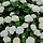 Hortensia (Hydrangea macr. Endless Summer The Bride )