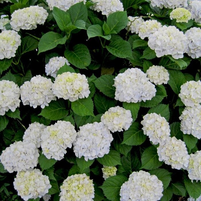 Hortensia (Hydrangea macr. Endless Summer The Bride )