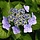 Schermhortensia (Hydrangea macr. Endless Summer 'Twist and Shout'  - Blue)