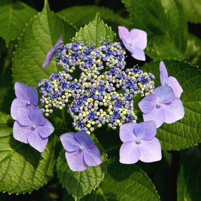 Schermhortensia (Hydrangea macr. Endless Summer 'Twist and Shout'  - Blue)