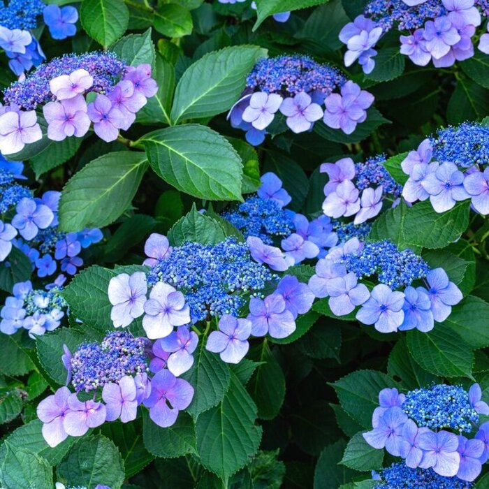 Schermhortensia (Hydrangea macr. Endless Summer 'Twist and Shout'  - Blue)