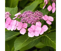Schermhortensia - Hydrangea macr. Endless Summer 'Twist and Shout'  - Pink