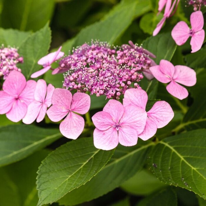 Schermhortensia (Hydrangea macr. Endless Summer 'Twist and Shout'  - Pink)