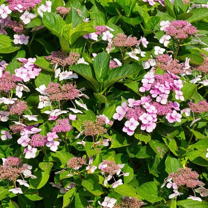 Schermhortensia (Hydrangea macr. Endless Summer 'Twist and Shout'  - Pink)