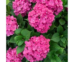 Boerenhortensia - Hydrangea macrophylla 'Freudenstein'