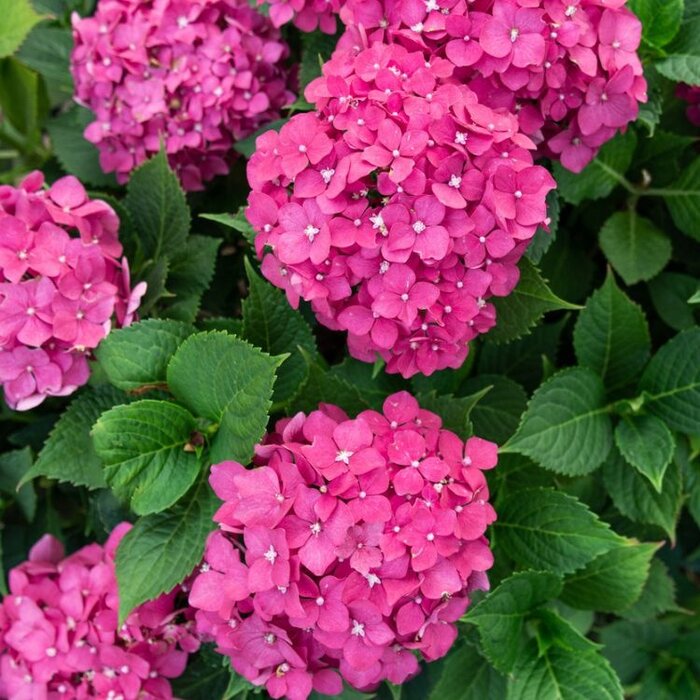 Boerenhortensia (Hydrangea macrophylla 'Freudenstein')