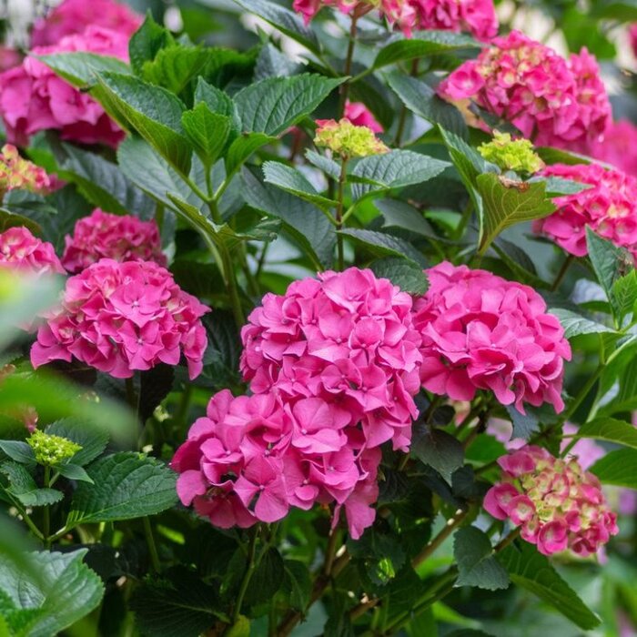 Boerenhortensia (Hydrangea macrophylla 'Freudenstein')