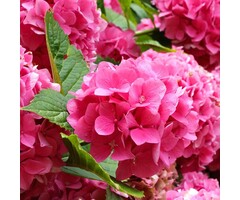 Boerenhortensia - Hydrangea macrophylla 'Glowing Embers'