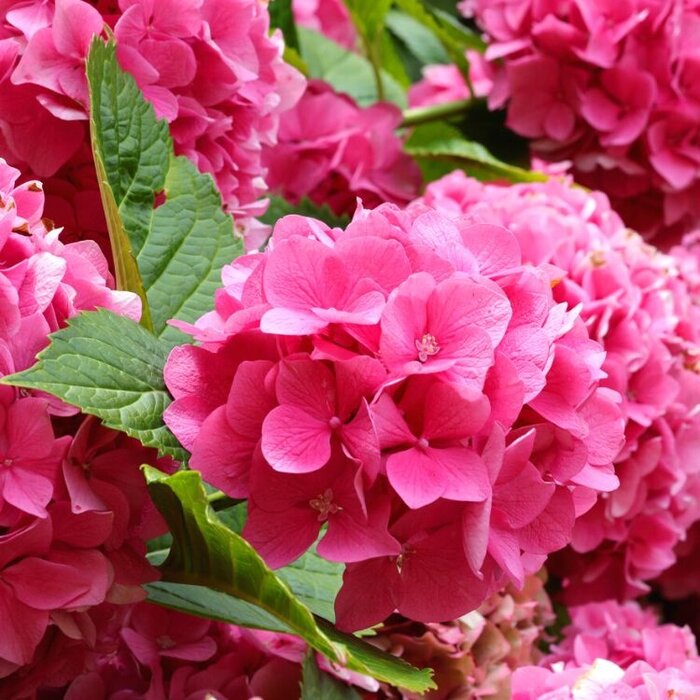 Boerenhortensia (Hydrangea macrophylla 'Glowing Embers')