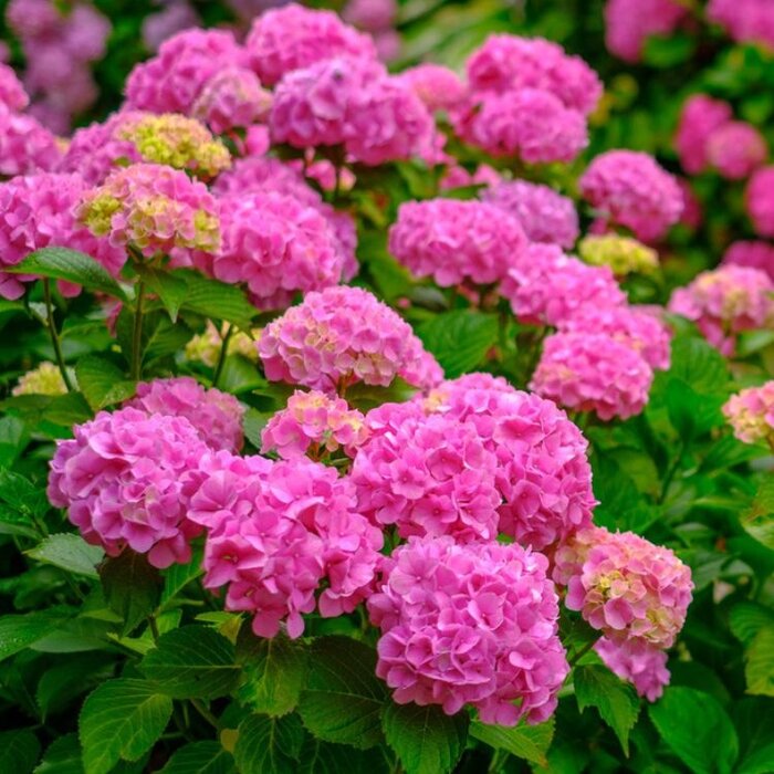 Boerenhortensia (Hydrangea macrophylla 'Glowing Embers')