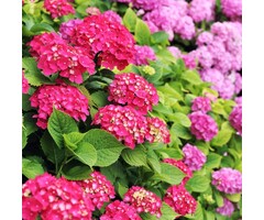 Boerenhortensia - Hydrangea macrophylla 'Leuchtfeuer'