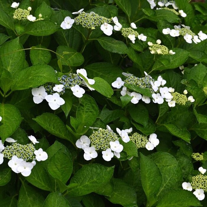 Boerenhortensia (Hydrangea macrophylla 'Libelle')