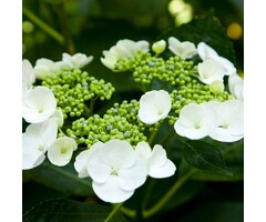 Boerenhortensia - Hydrangea macrophylla 'Libelle'
