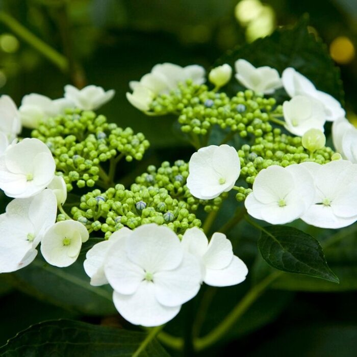 Boerenhortensia (Hydrangea macrophylla 'Libelle')