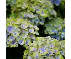 Boerenhortensia - Hydrangea macrophylla 'Magical Amethyst'