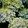 Boerenhortensia (Hydrangea macrophylla 'Magical Amethyst')