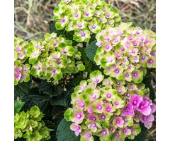 Boerenhortensia - Hydrangea macrophylla 'Magical Coral'