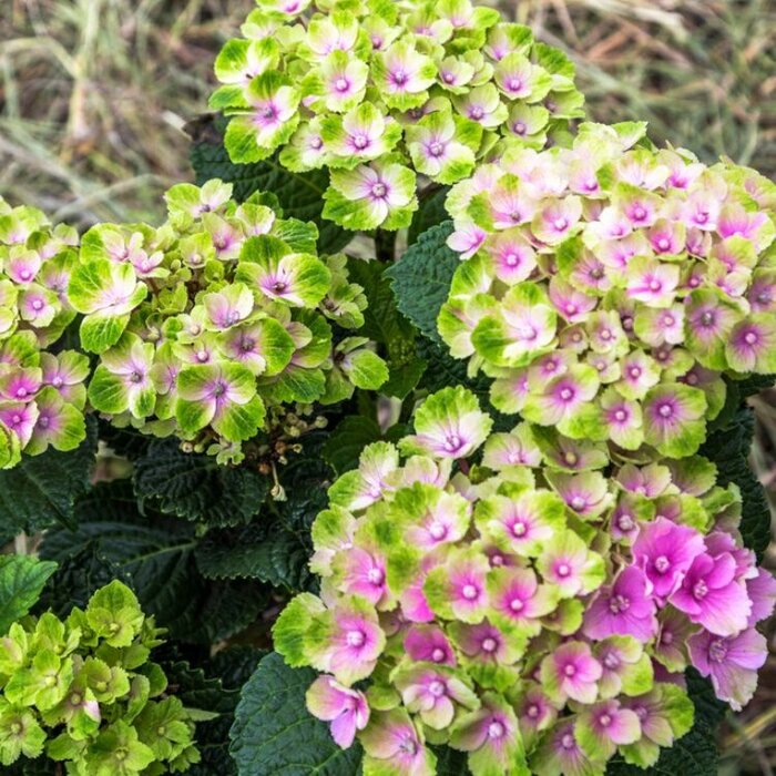 Boerenhortensia (Hydrangea macrophylla 'Magical Coral' )