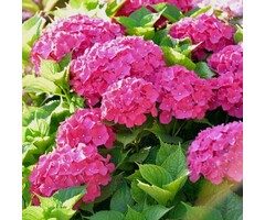 Boerenhortensia - Hydrangea macrophylla 'Magical Sapphire'