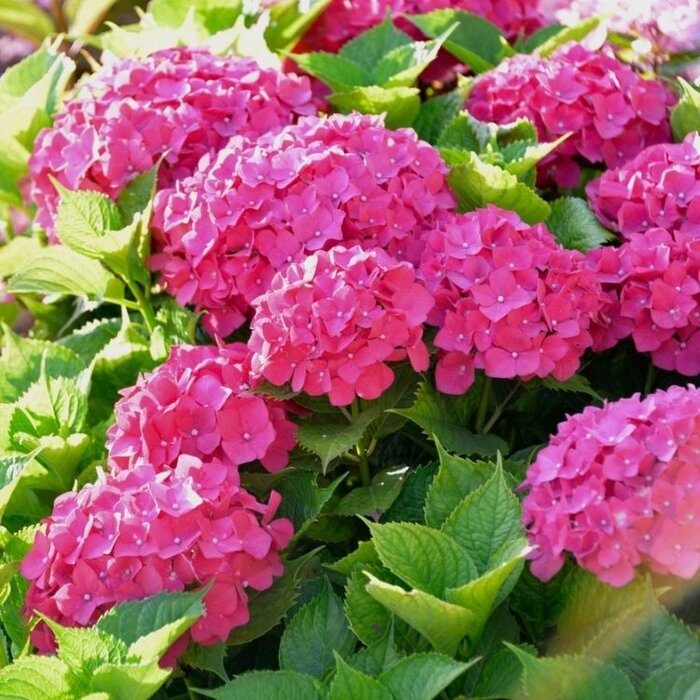 Boerenhortensia (Hydrangea macrophylla 'Magical Sapphire' )