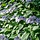 Boerenhortensia (Hydrangea macrophylla 'Mariesii Perfecta')